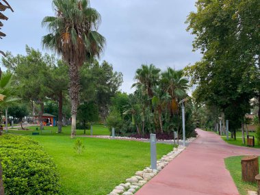 Bahçedeki palmiye ağaçları