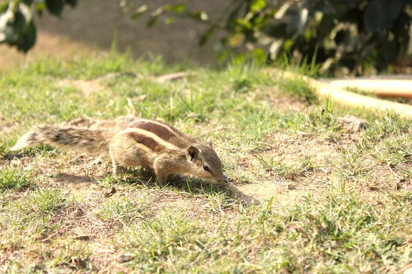 Un écureuil rayé avec une noix — Photo