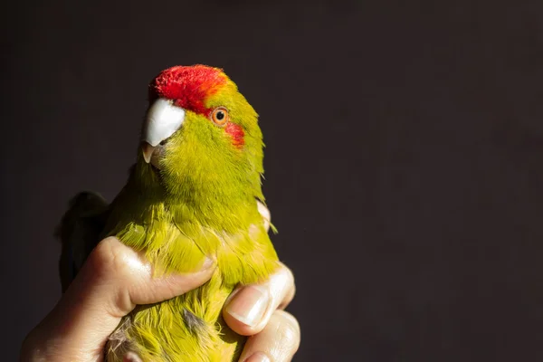 Bird in hand — Stock Photo, Image