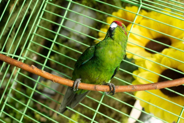 Parakeet in the cage — Stock Photo, Image