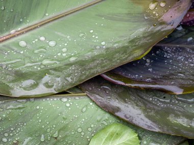 Large green tropical banana leaves with raindrops
