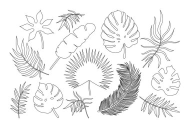 Vector Palm leaf outline icons set. Line art tropical plants leaves silhouette exotic collection. Monstera, fan palm, banana, eucalyptus, coconut palm leaves isolated on white background.