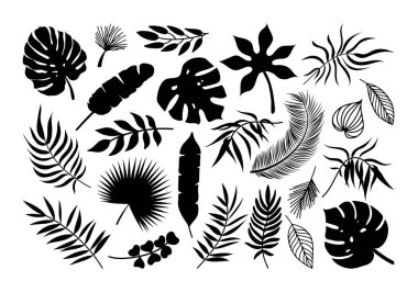 Vector Palm leaf icons set. Black tropical plants leaves silhouette exotic collection. Monstera, fan palm, banana, eucalyptus, coconut palm leaves isolated on white background.