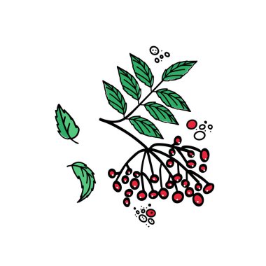 Kış buketi, Rowan dalı elle çizilmiş. Çizim siyah mürekkeple çizilir. Tekstil tasarımı için vektör illüstrasyonu, bayramlar için pankart, Noel için.