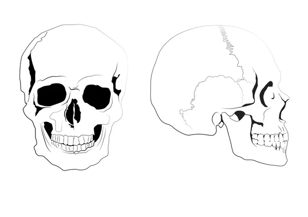 Crânes humains — Image vectorielle