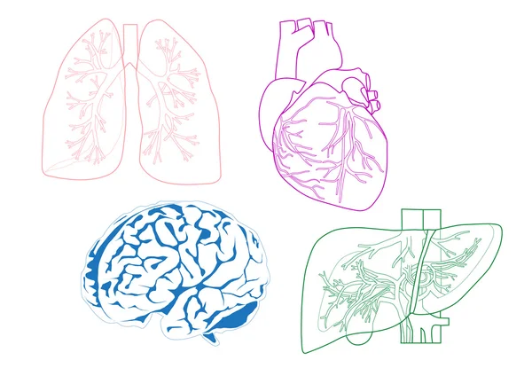 Organs — Stock Illustration Organs Royalty Free Stock Illustrations
