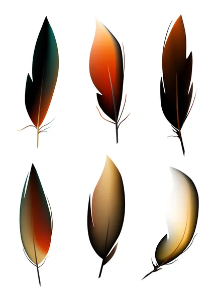 Feathers — Stock Vector