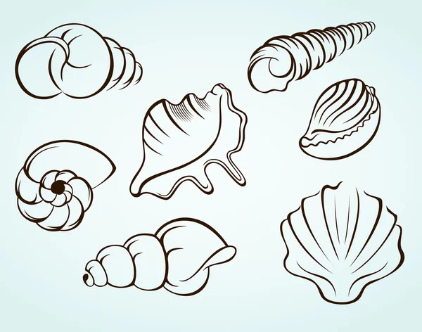 Conchas marinas — Vector de stock