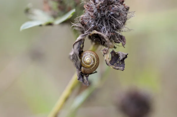 Escargot sur herbe sèche — Photo