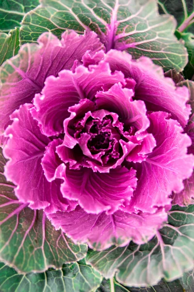 Оранаментальная Капуста Крупным Планом Зеленый Фиолетовый Цвета — стоковое фото