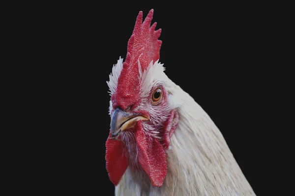 White cock — Stock Photo, Image