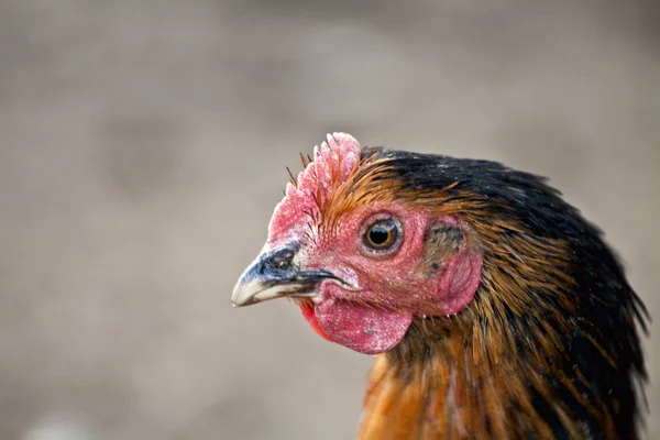 Frango ao ar livre — Fotografia de Stock