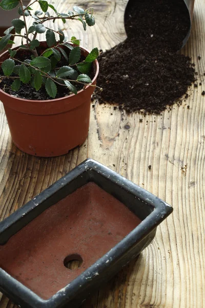 Repot Bonsai Ulmus parvifolia — Foto Stock