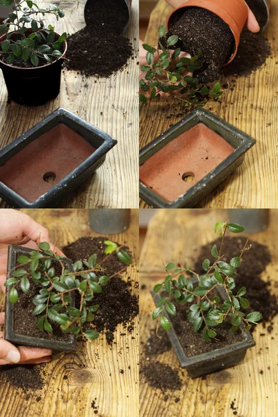 Repot bonsai ulmus parvifolia — Stock fotografie