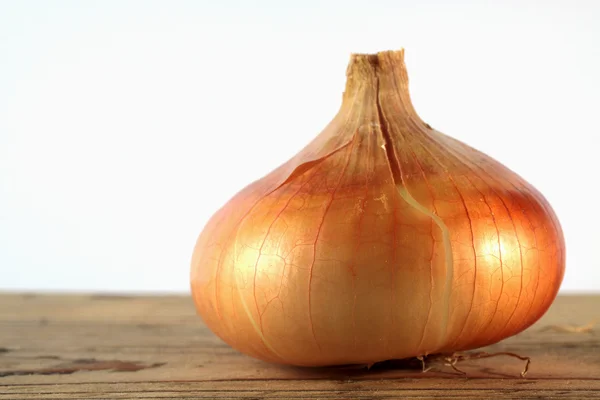 Zwiebelzwiebel — Stockfoto