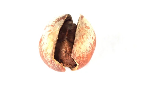 Hazelnut — Stock Photo, Image