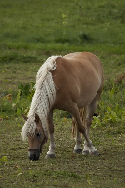 Bruin paard — Stockfoto