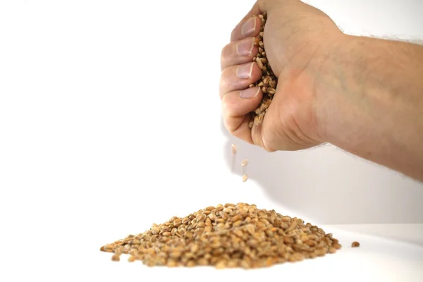 Weizen rieselt aus der mão — Fotografia de Stock