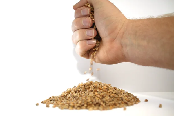 Weizen rieselt aus der Hand — Stockfoto