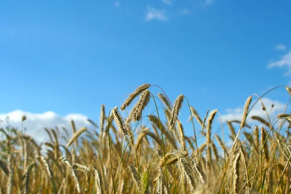 Campo di grano — Foto Stock