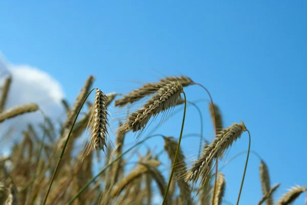 Maisfeld — Stockfoto