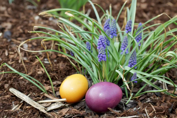 Paaseieren voordat muscari — Stok fotoğraf