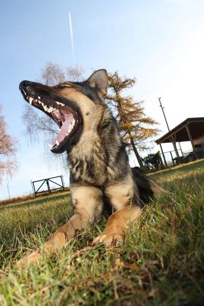 Shepherd — Stock Photo, Image