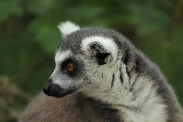 Katta lemurů — Stock fotografie