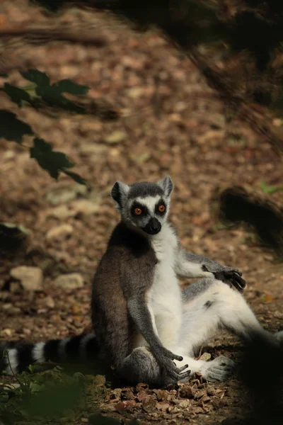 Katzenlemur — Stockfoto