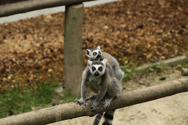 Katta lemuri — Foto Stock