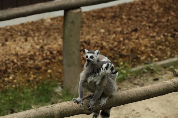 Katta Lemurs — Stock Photo, Image