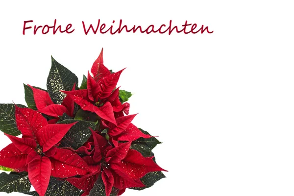 Weihnachtsstern — Stockfoto