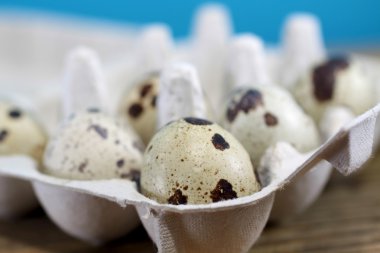 Bıldırcın yumurta karton yumurta