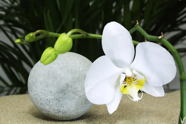 Orchidej s vodou reflexe — Stock fotografie