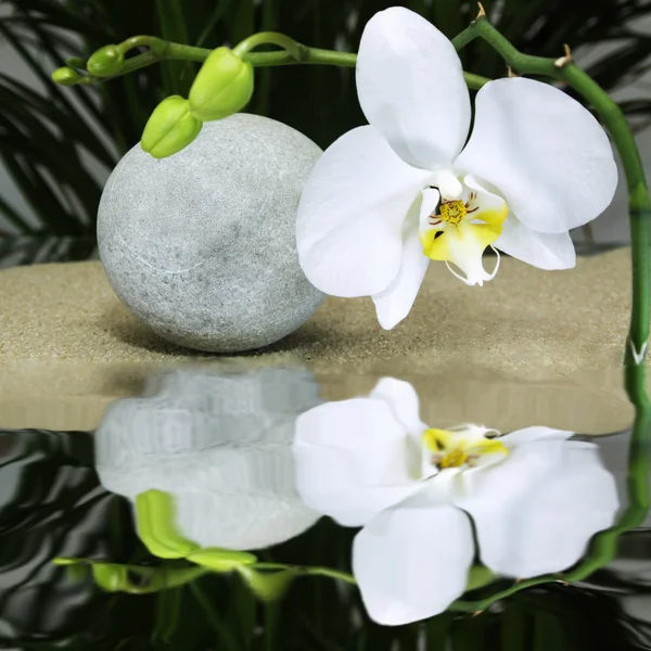 Orchidée avec réflexion de l'eau — Photo