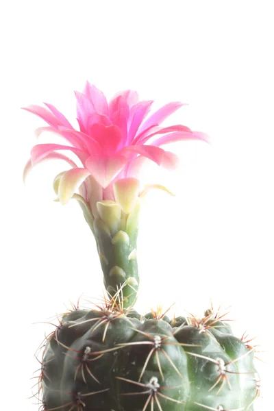 Cactusbloem met pinker — Stockfoto