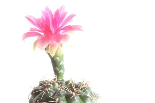 Cactusbloem met pinker — Stockfoto