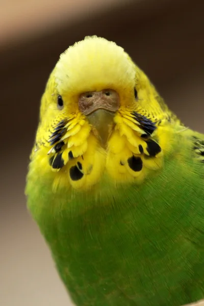 Budgie... — Fotografia de Stock