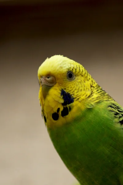 Budgie... — Fotografia de Stock