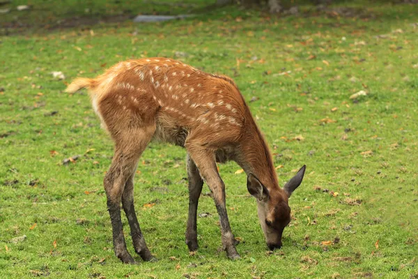 落ちた鹿 — ストック写真