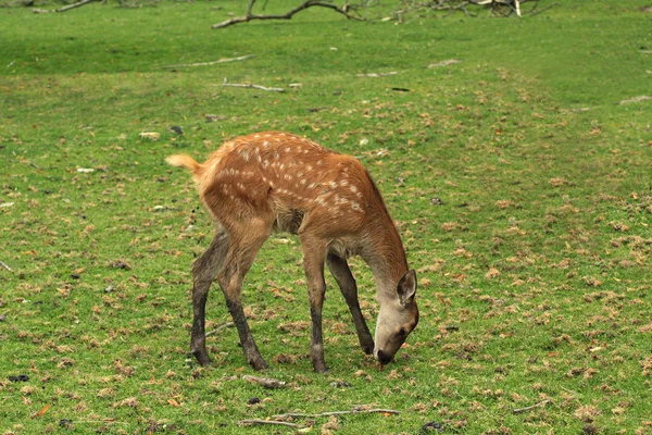 Rusa jatuh — Stok Foto