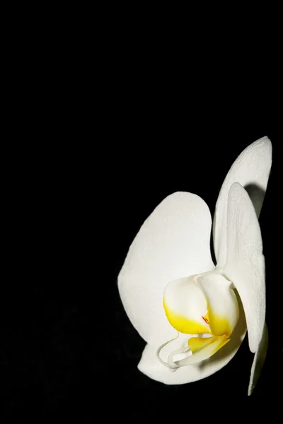 黒い背景をした白い蘭 — ストック写真