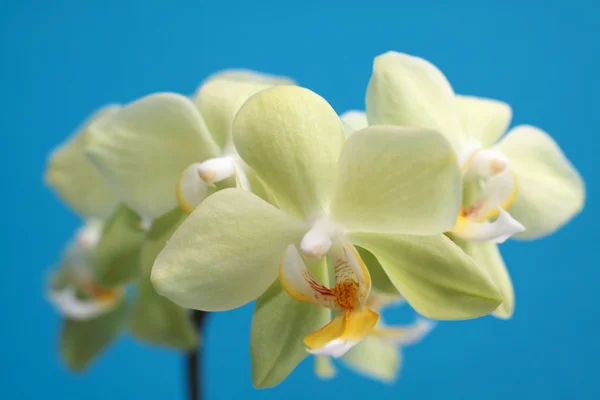 Gelbe Orchideenblume vor blauem Hintergrund — Stockfoto