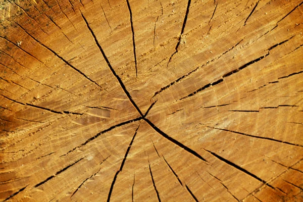 Textura de madera — Foto de Stock