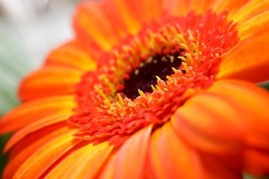 Gerbera