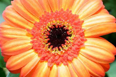 Gerbera