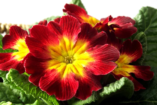 Primrose — Stock Photo, Image