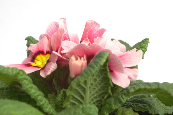 Primrose — Stock Photo, Image