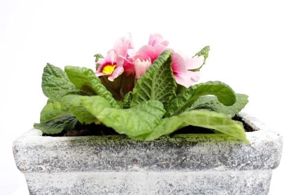 Primrose — Stock Photo, Image