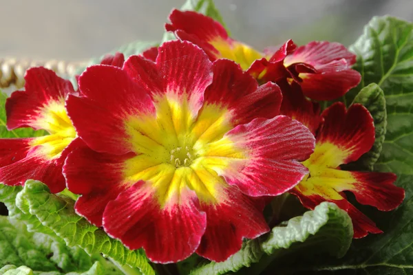 Primrose — Stock Photo, Image